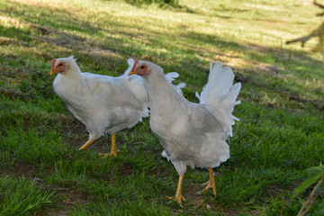 Poule Leghorn