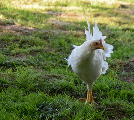 Poule Leghorn