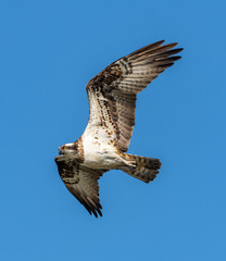 river hawk or western osprey (Pandion haliaetus) in flight