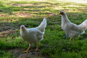 Poule Leghorn