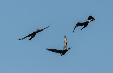 three cormorant birds in flight on blue sky
