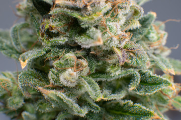 Marijuana bud close up. Macro trichomes of cannabis. CBD THC in Pot.