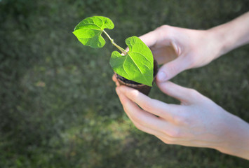 close on hands o f a man holding seedling of bean growing in a pot on green background