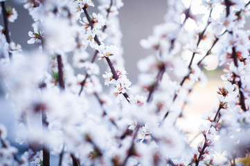 A very beautiful photo of cherry blossoms in delicate purple pink tones.