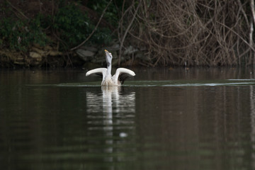 Taking Off the spot billed pelican from water with splashing the water drops.