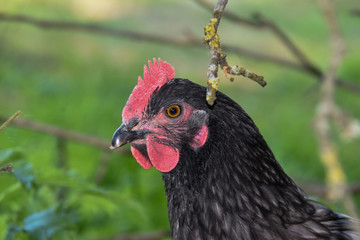 Poule Bleue des Landes