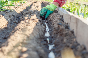 Sticking garlic cloves into moist, fertilized soil on a home garden. Planting time of garlic.