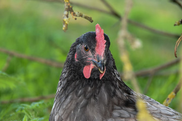 Poule Bleue des Landes