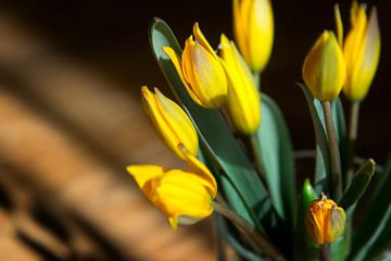 Bouquet of yellow tulip flowers in the rays of light on wooden background. Homemade photo of flowers in the interior. Diagonal geometric shadows in the photo with flowers. Copy space