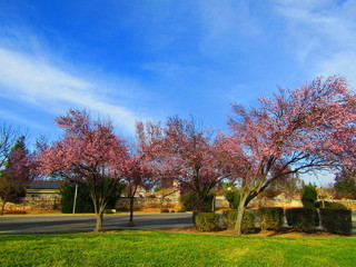 Naklejka premium cherry trees in bloom