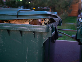 Aluminum can of beer in green trash bin