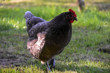 Poule Bleue des Landes