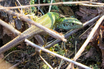 lizard on the grass
