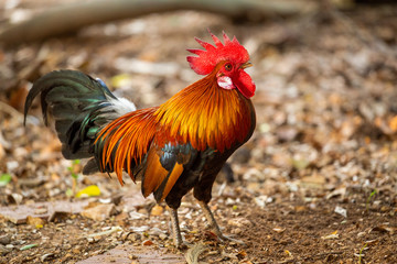 Red jungle fowl, natural light during the day