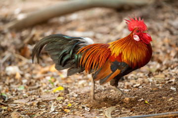 Red jungle fowl, natural light during the day
