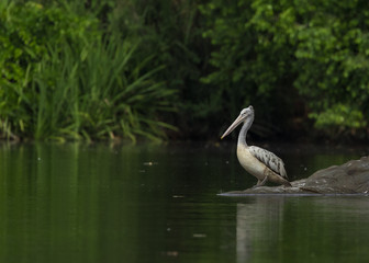Spot Billed Pelican Standing beautiful Background with water front.