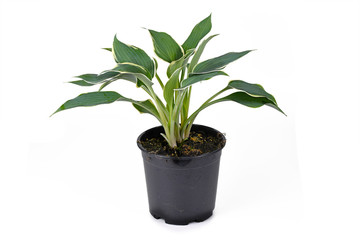 Hosta plant with green leaves and with white edges in black plastic flower pot isolated on white background