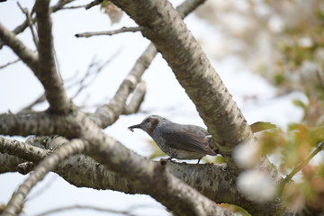 ヒヨドリと桜の木