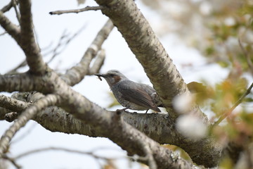 ヒヨドリと桜の木