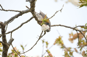 ヒヨドリと桜の木