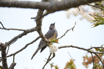 ヒヨドリと桜の木