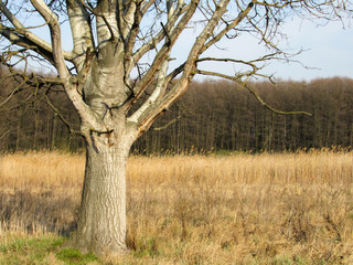 dead tree in the desert