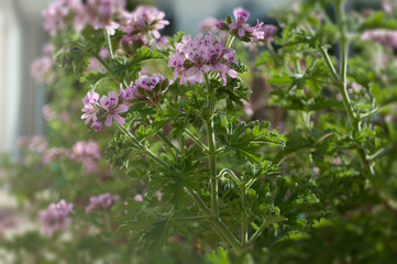 The Pink Flowers Of Pelargonium graveolens In Early Morninig, Ro