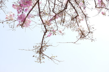 Crepe myrtle flowers, fresh pink flowers.Lagerstroemia floribunda.