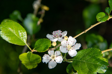 Fleurs d'aubépine