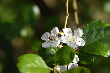 Fleurs d'aubépine