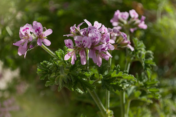 The Pink Flowers Of Pelargonium graveolens In The Spring, Ro