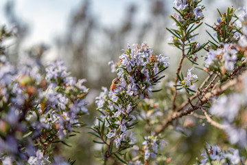 Ape che impollina fiori per messaggi, pubblicità, spot, comunicazione commerciale, business, e ambiente apicoltura, miele e nutraceutica