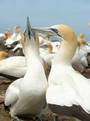 Beautiful new zealand