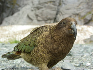 Beautiful new zealand