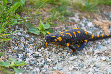 European fire salamander (Salamandra salamandra), a black yellow spotted amphibian in its natural habitat