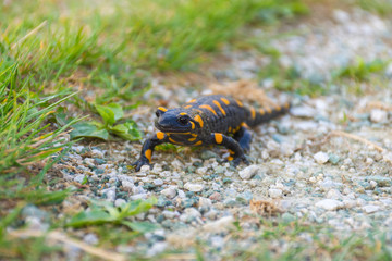 European fire salamander (Salamandra salamandra), a black yellow spotted amphibian in its natural habitat