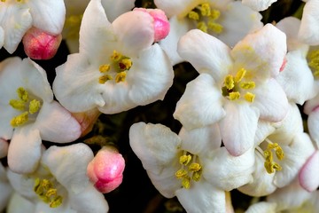 Schöne gelbe Blüten und Knospen einer  Mahonie- Detailaufnahme vor schwarzem Hintergrund -...