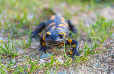 European fire salamander (Salamandra salamandra), a black yellow spotted amphibian in its natural habitat
