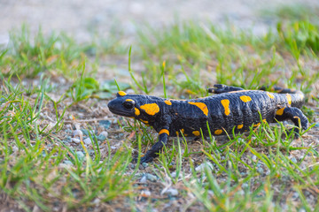 Fototapeta premium European fire salamander (Salamandra salamandra), a black yellow spotted amphibian in its natural habitat