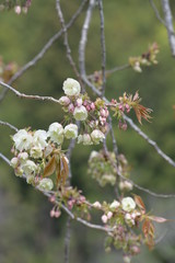 うこん桜