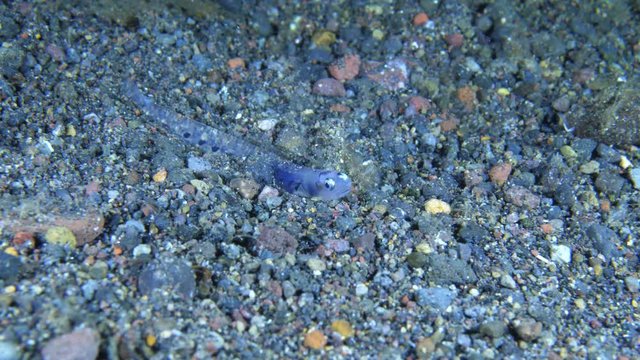  Lizardﬁsh (juvenile) buried in the sand. Underwater macro video 4k. Night diving in Tulamben, Amed, Bali, Indonesia.