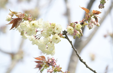 うこん桜