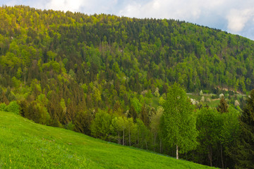 Fototapeta premium Green meadow and hill with colorful trees, in spring