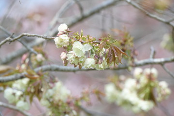 うこん桜