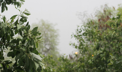 Obraz premium Natural landscape of raining with trees.