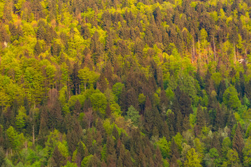 Fototapeta premium Hill with colorful trees, at sunset, in spring