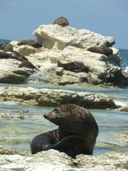 Beautiful new zealand