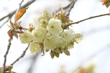 うこん桜