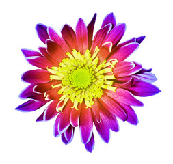 Rainbow chrysanthemum flower