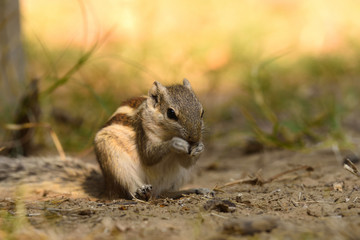 squirrel on the ground